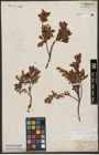 Foto von Salix waldsteiniana Willd.